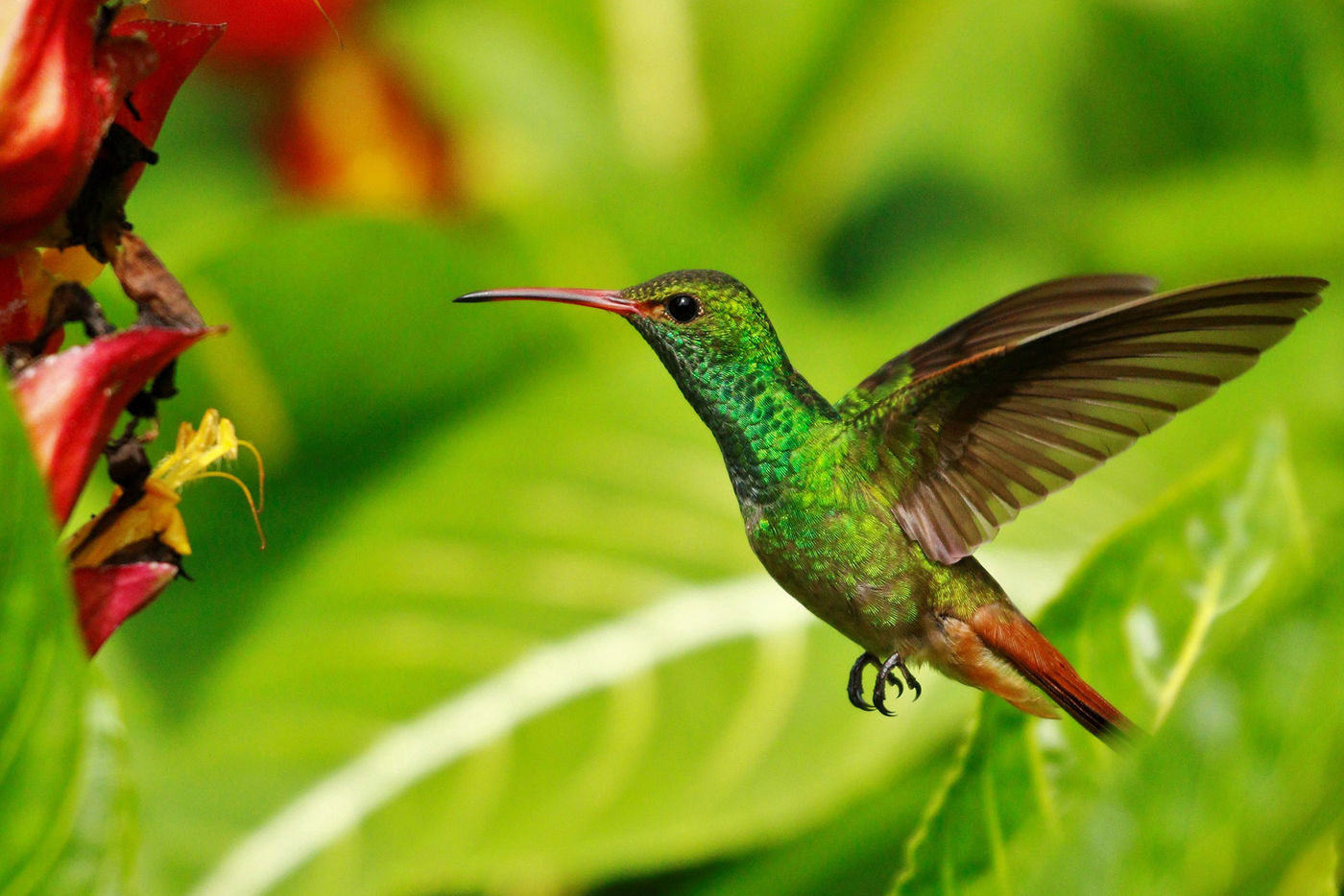 L'un des colibris les plus courant au Costa Rica est le Rufous-tailed Hummingbird © Noé Terorde