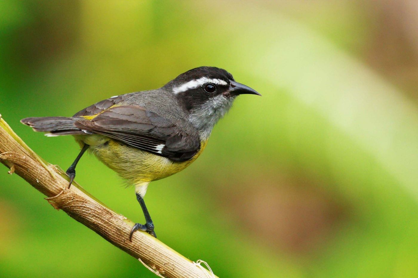 Le Bananaquit fait partie des oiseaux qui nous accompagneront durant l'ensemble du séjour © Noé Terorde