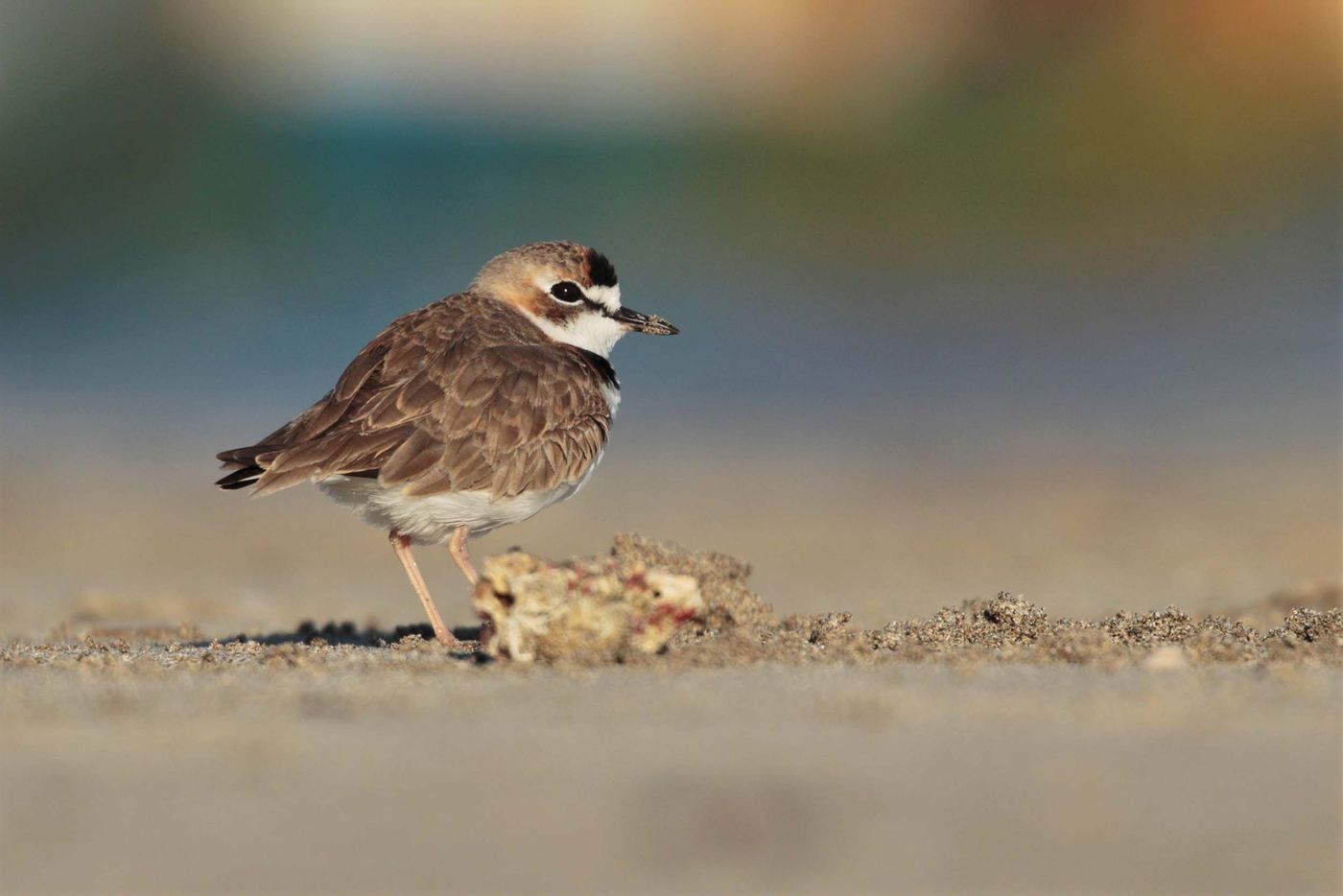 Présent sur les deux côtes du pays, le Collared Plover n'est jamais très courant © Noé Terorde