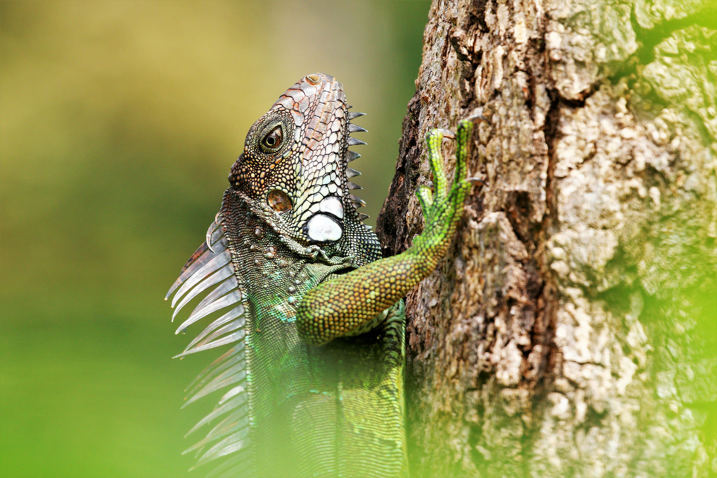 Un  Iguane vert prenant le soleil sur un tronc © Noé Terorde