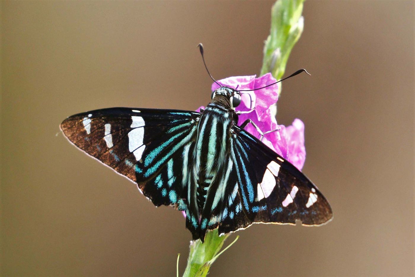 Nous croisons également des papillons de toutes les couleurs au Costa Rica © Noé Terorde