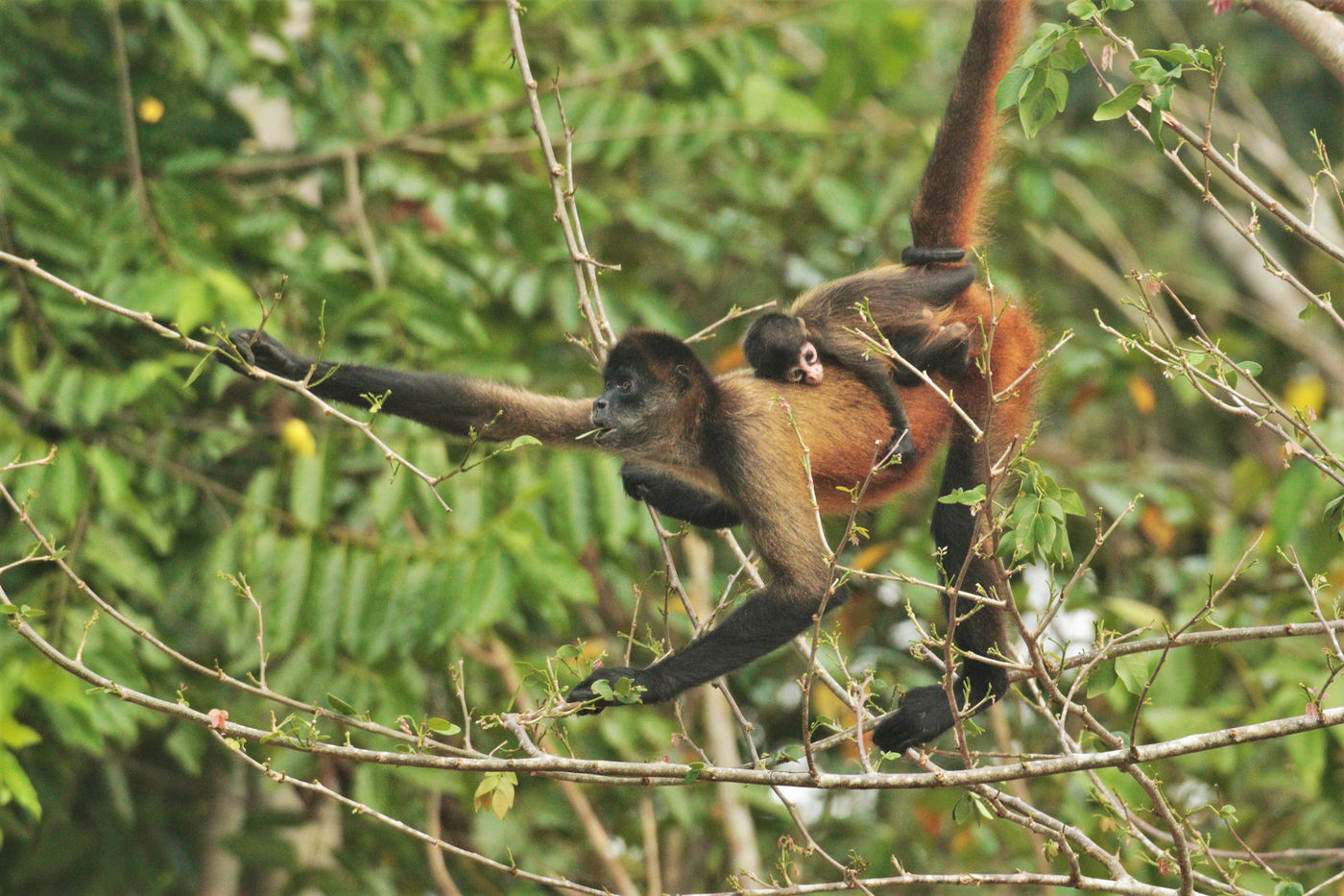 Le Spider Monkey est l'un des primates les plus élégants. Ici une mère avec son petit © Noé Terorde 