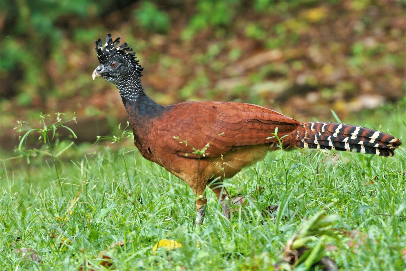 Suite à sa surchasse dans le passé, la population de Great Curassow a fortement diminué au Costa Rica. Il est aujourd'hui protégé © Noé Terorde