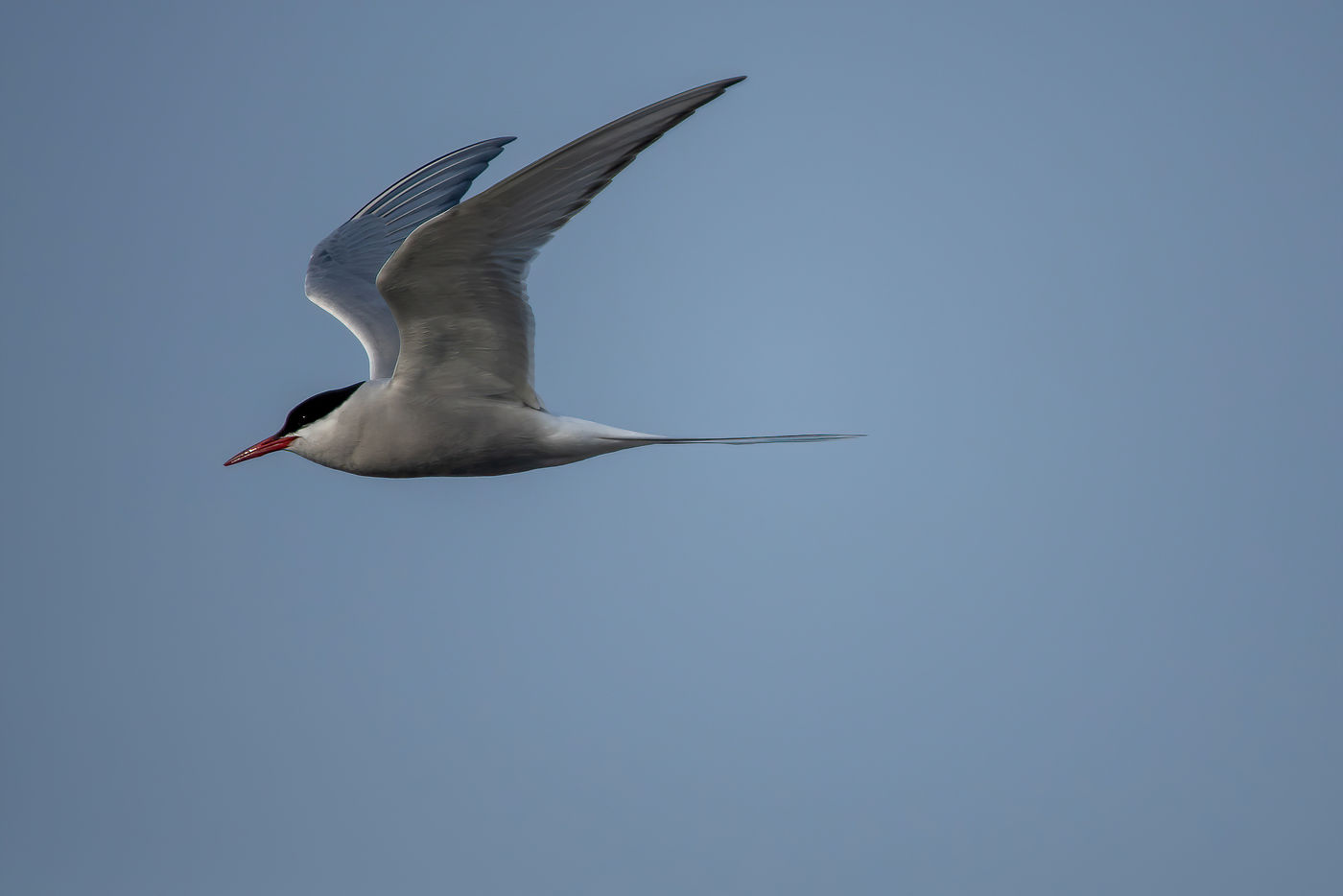 Noordse stern is één van de meest bijzondere vogels ter wereld. De afstanden die ze jaarlijks overbruggen zijn immens. © Frederik Willemyns