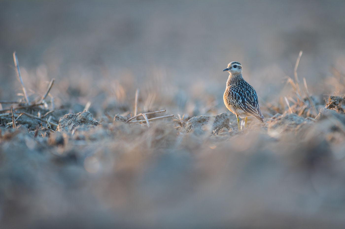 Met wat geluk vinden we morinelplevieren aan de grond! We moeten dan wel hopen op een beetje regen. © Billy Herman
