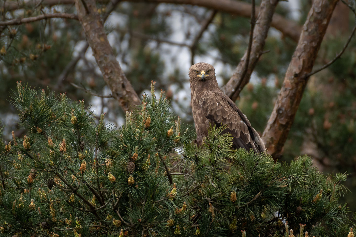 Schreeuwarend © STARLING reizen