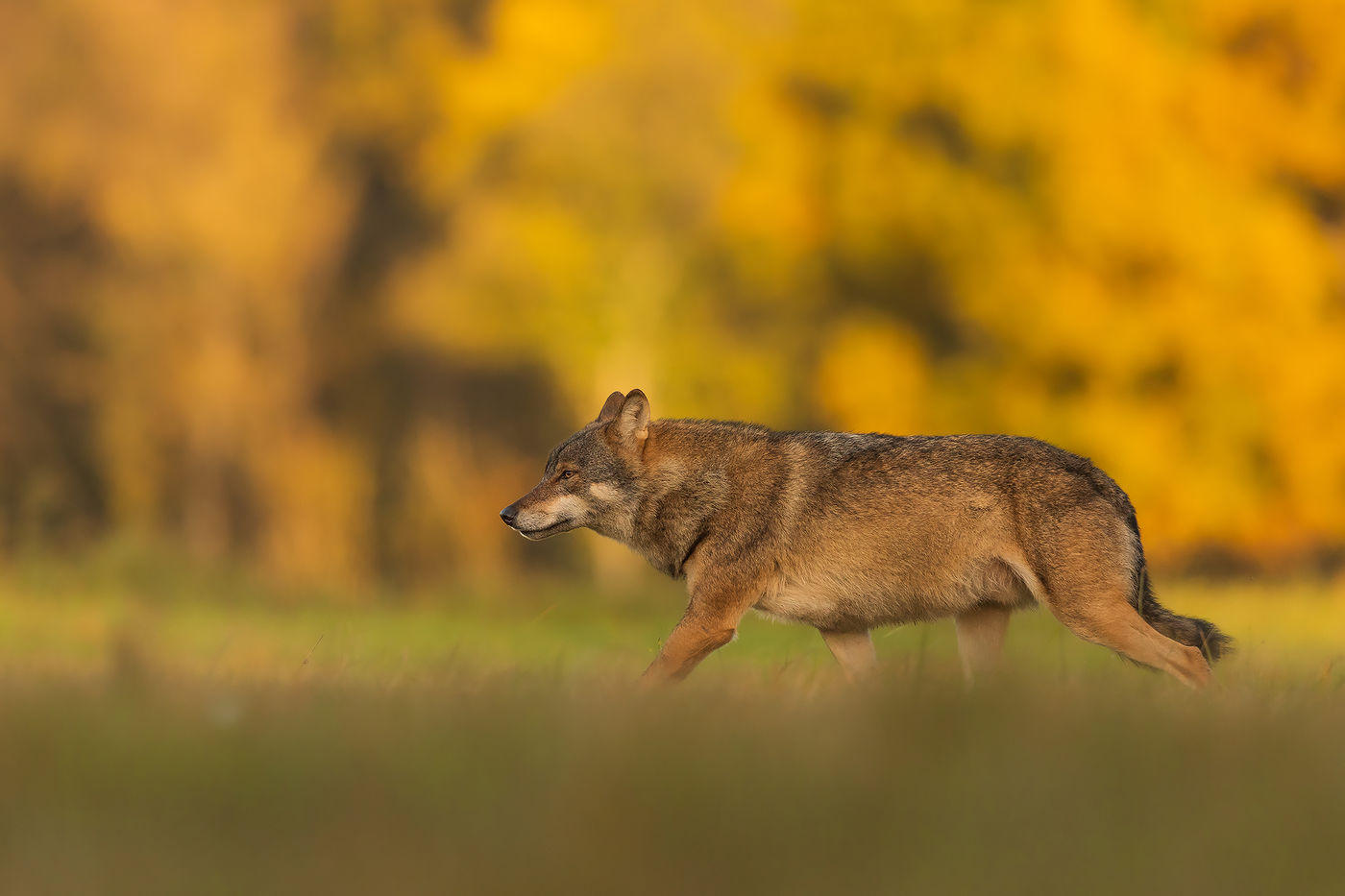 Un magnifique loup passe devant notre affût ! © Voyages STARLING