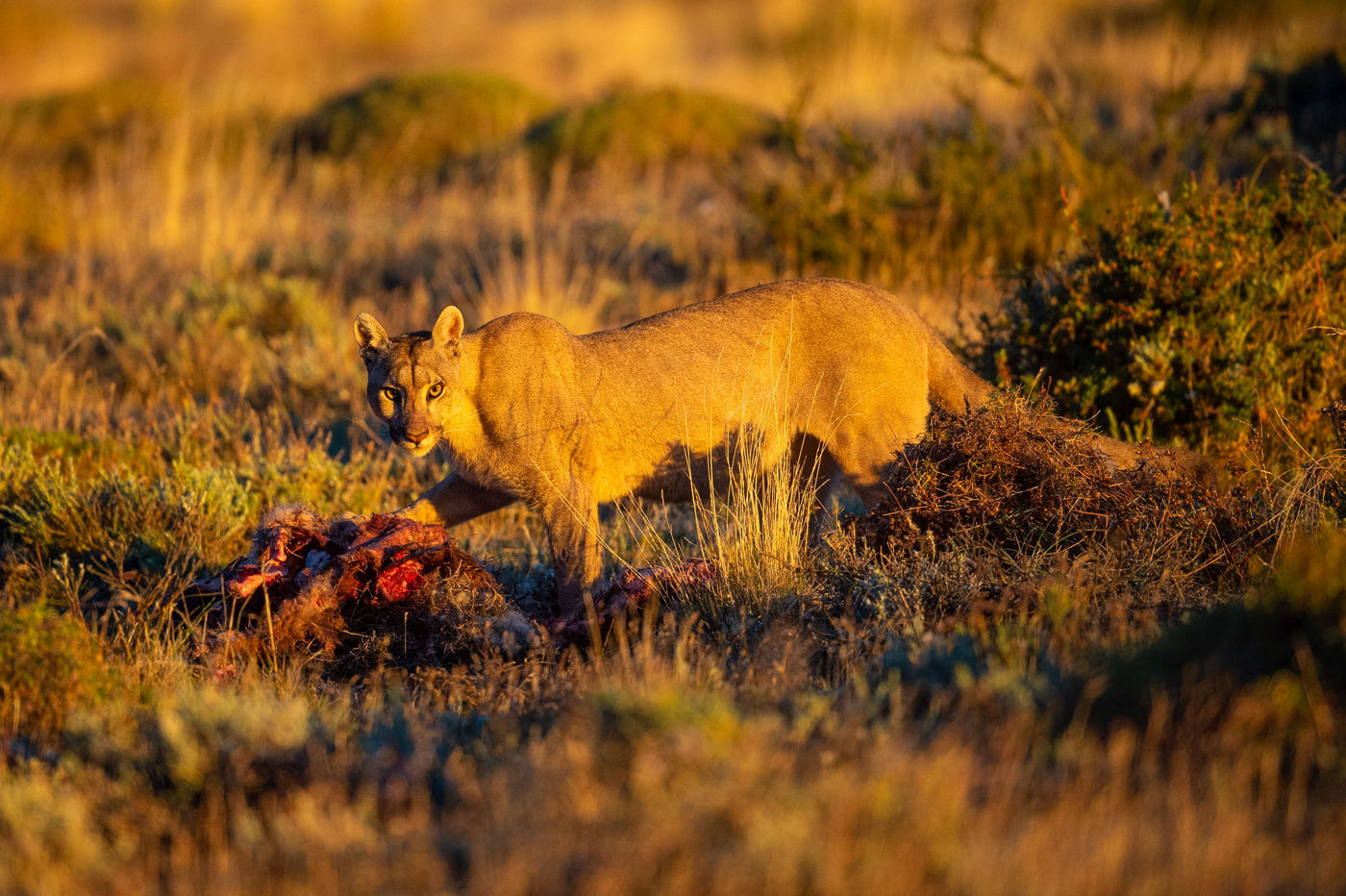 L'heure du repas. © Billy Herman