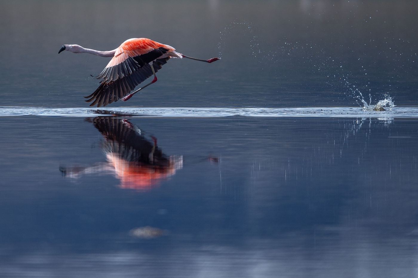 L'envol du flamant du Chili. © Billy Herman