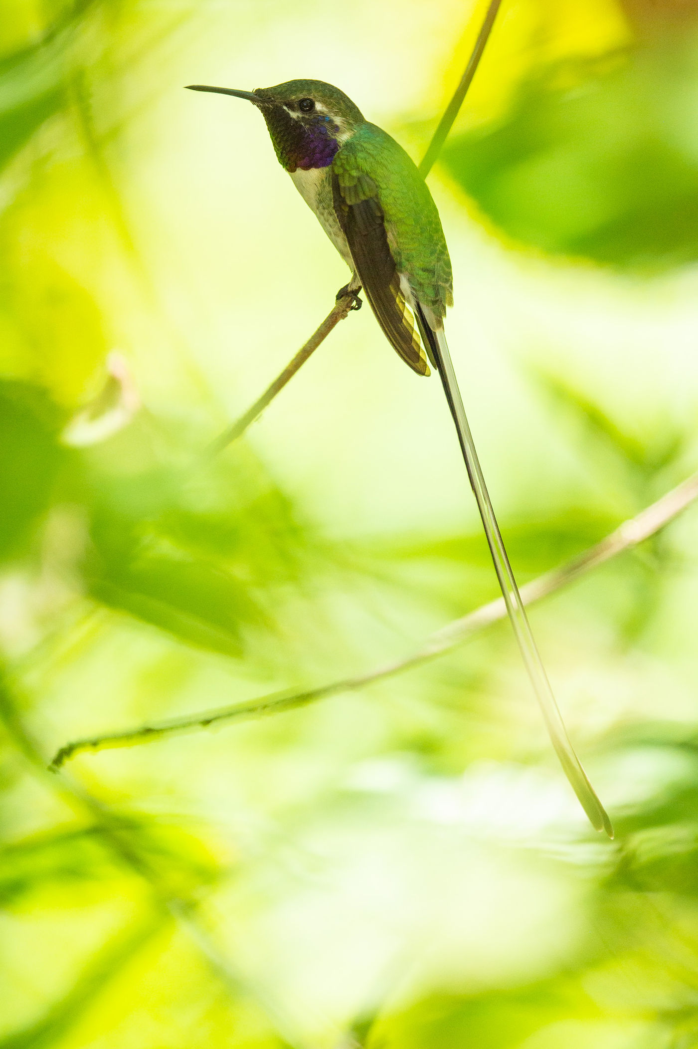 Les colibris sont des animaux tout à fait uniques et fascinants. © Billy Herman