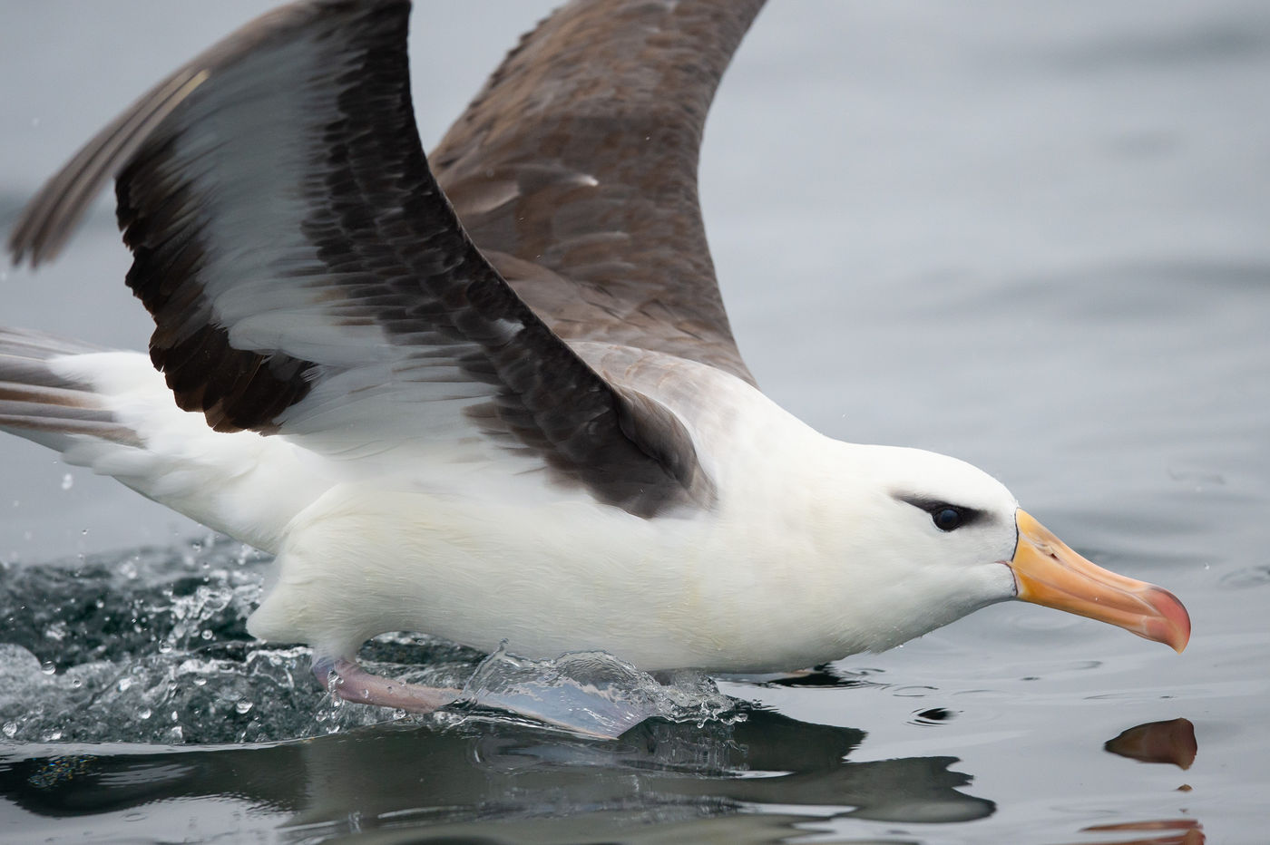 Observation d'un albatros lors d'une sortie 