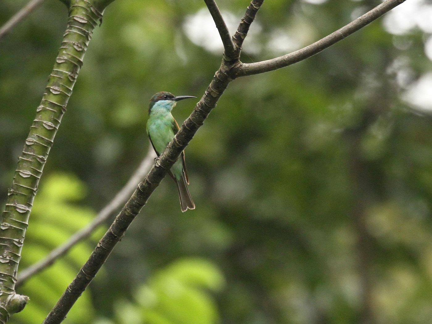 Borneo2017GeertBeckers-12 © Geert Beckers
