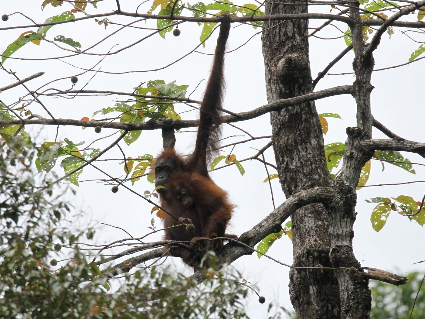 Borneo2017GeertBeckers-25 © Geert Beckers