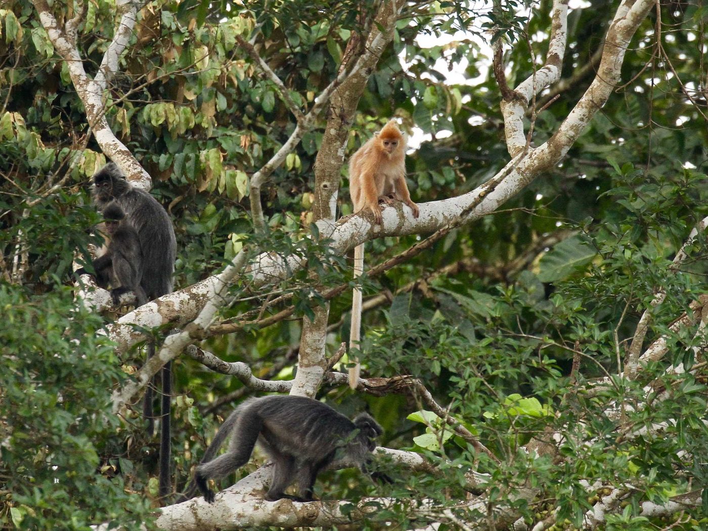 Borneo2017GeertBeckers-31 © Geert Beckers