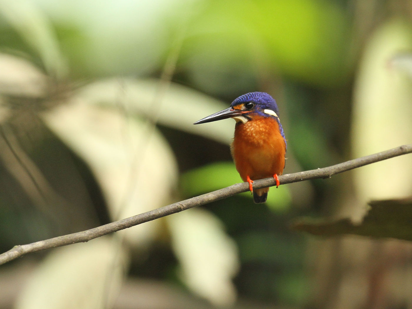 Borneo2017GeertBeckers-37 © Geert Beckers
