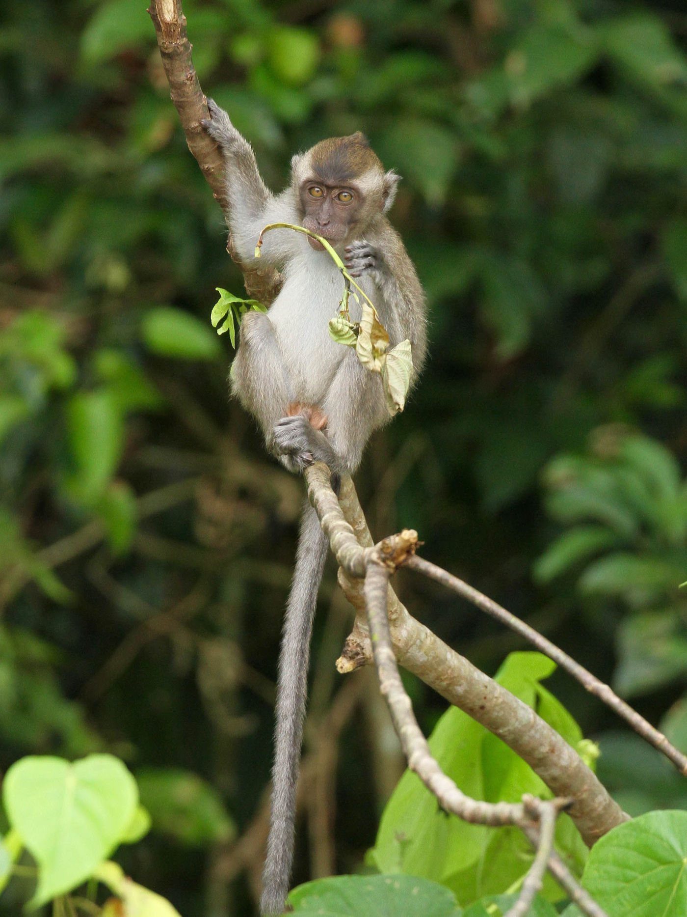 Borneo2017GeertBeckers-40 © Geert Beckers
