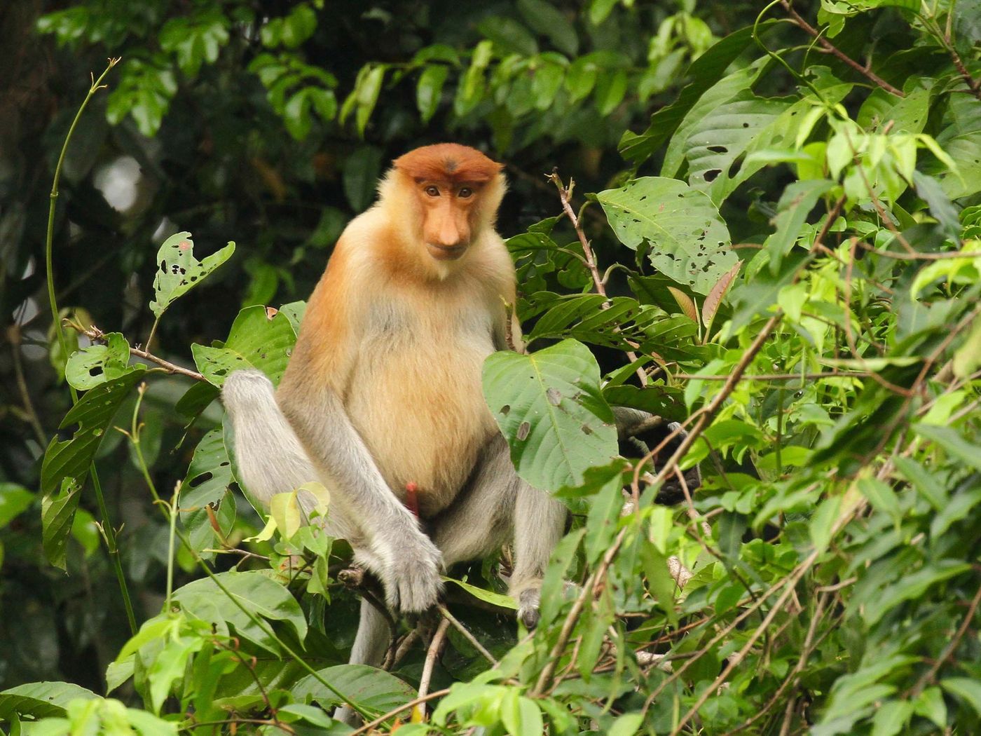 Borneo2017GeertBeckers-43 © Geert Beckers