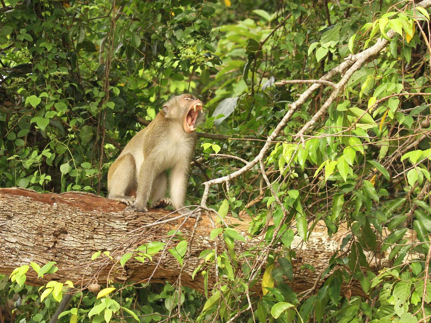 Borneo2017GeertBeckers-45 © Geert Beckers