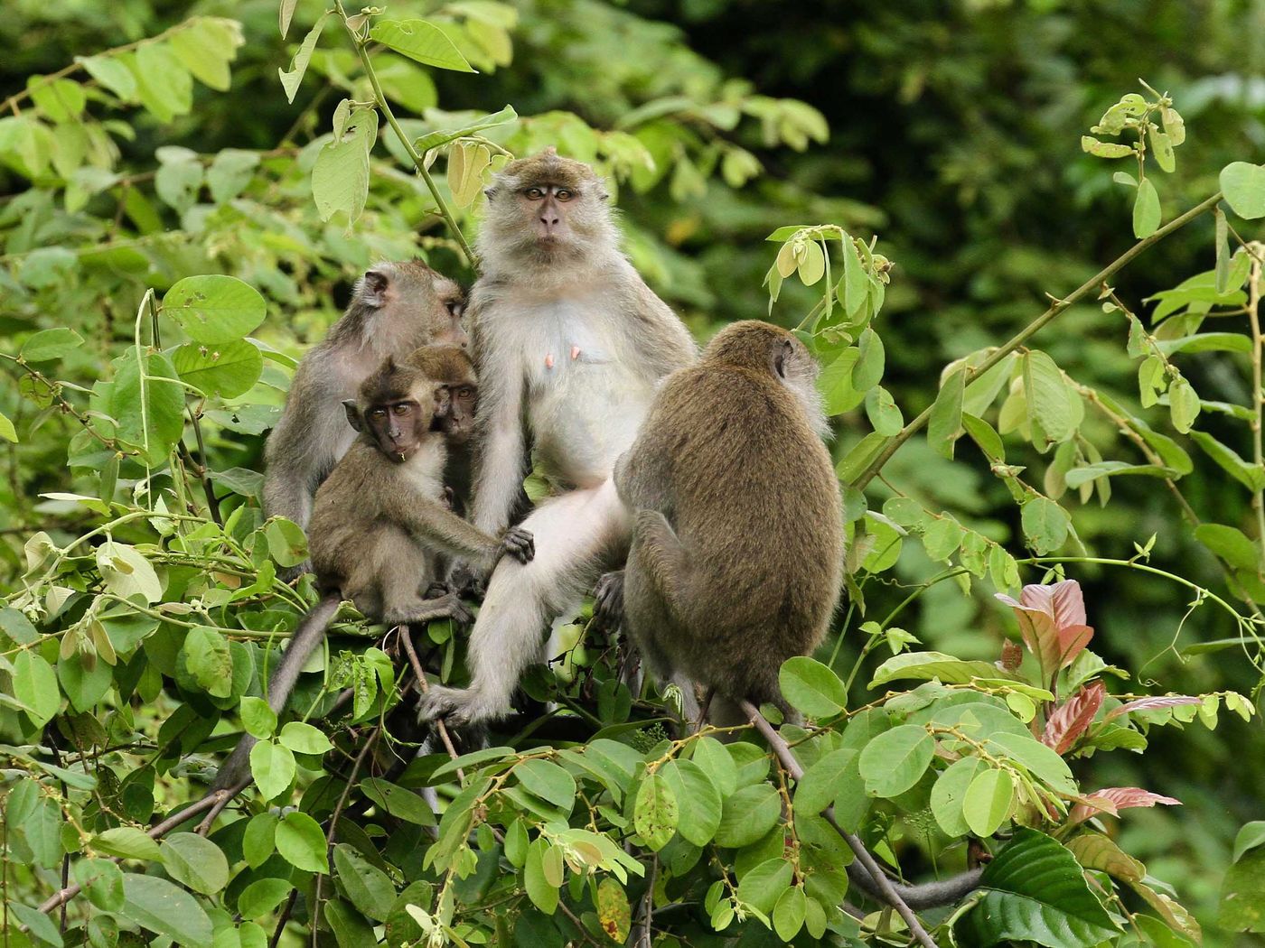 Borneo2017GeertBeckers-47 © Geert Beckers