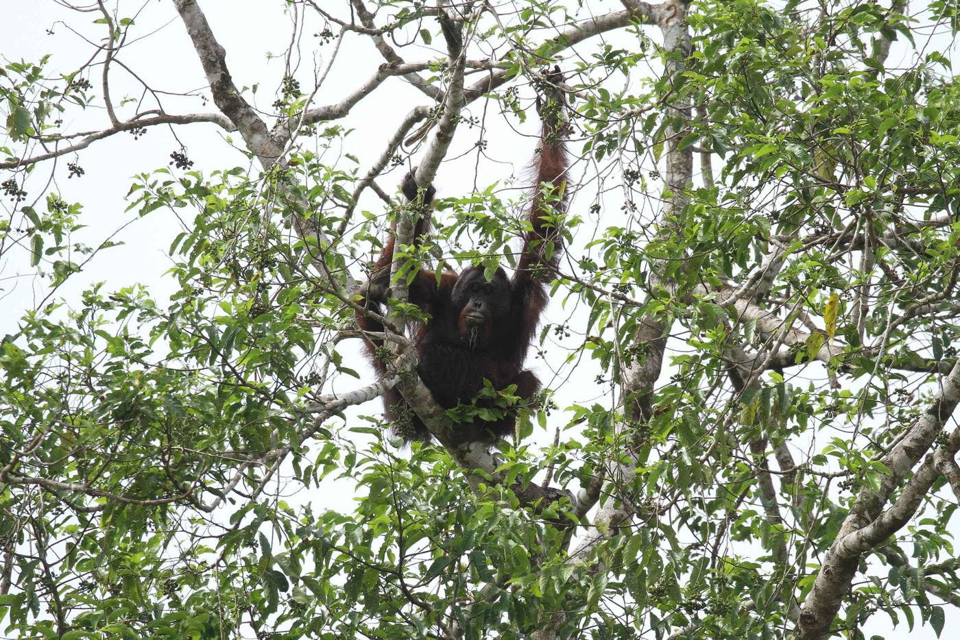 Borneo2017GeertBeckers-49 © Geert Beckers