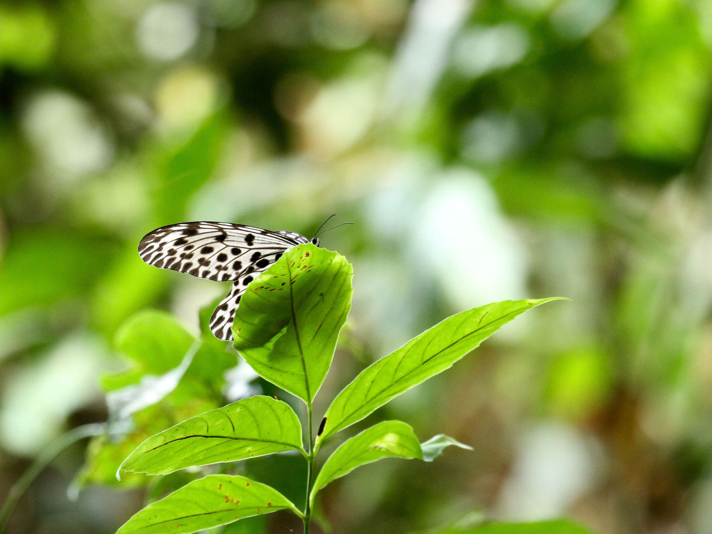 Borneo2017GeertBeckers-55 © Geert Beckers