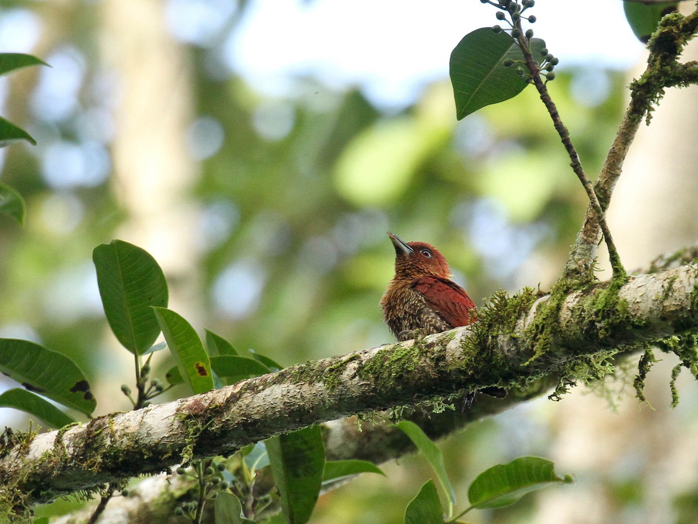Borneo2017GeertBeckers-57 © Geert Beckers
