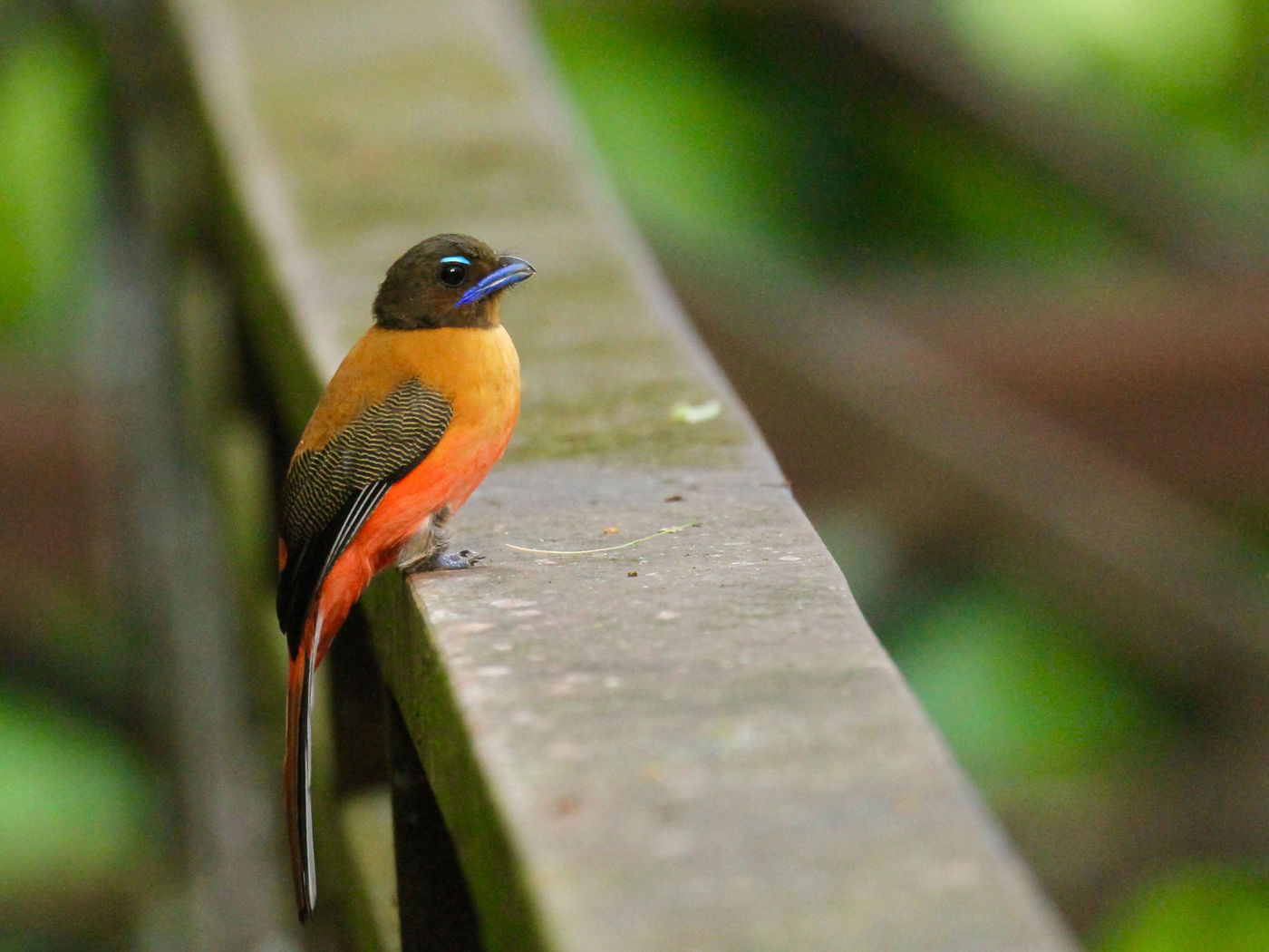 Borneo2017GeertBeckers-58 © Geert Beckers