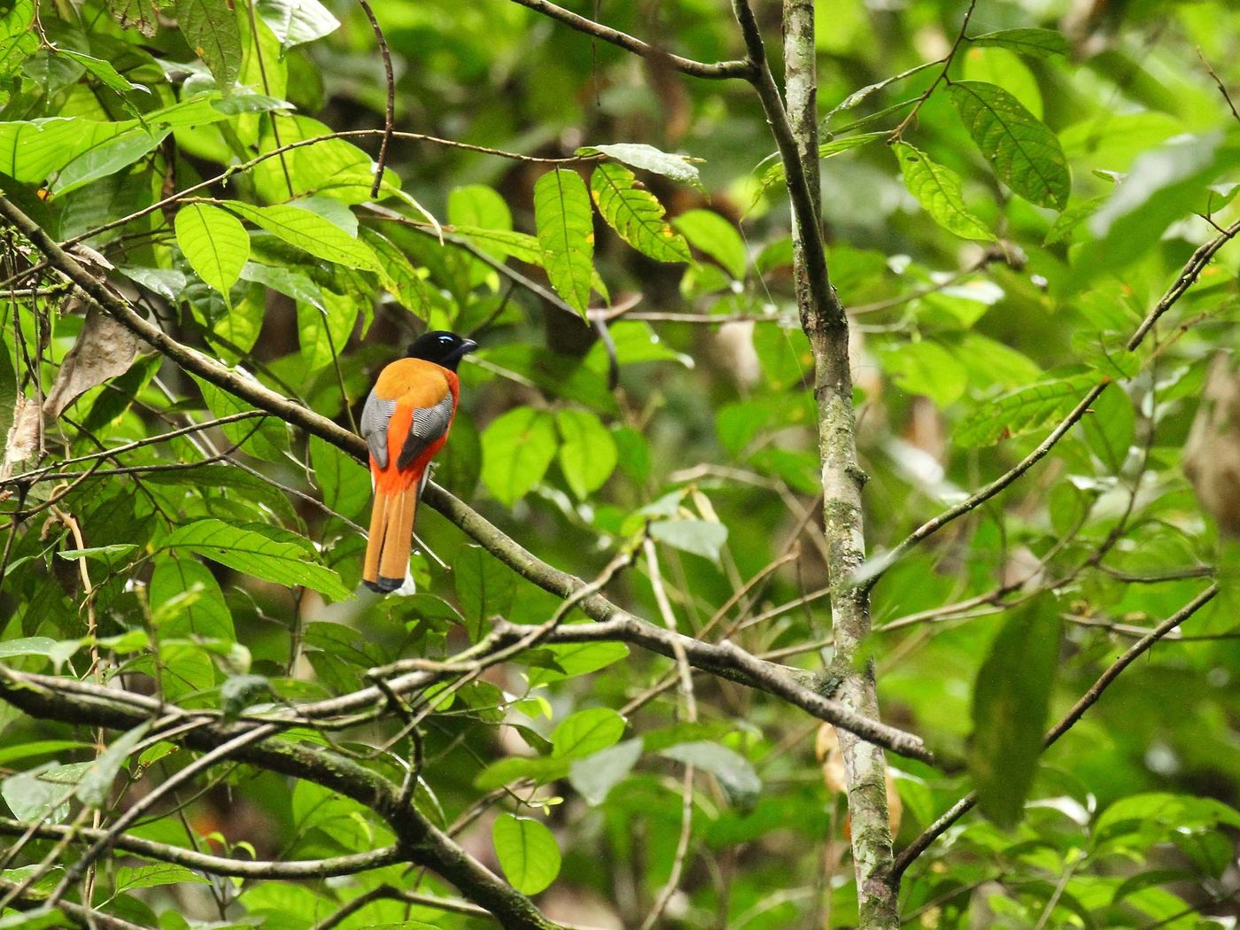 Borneo2017GeertBeckers-63 © Geert Beckers