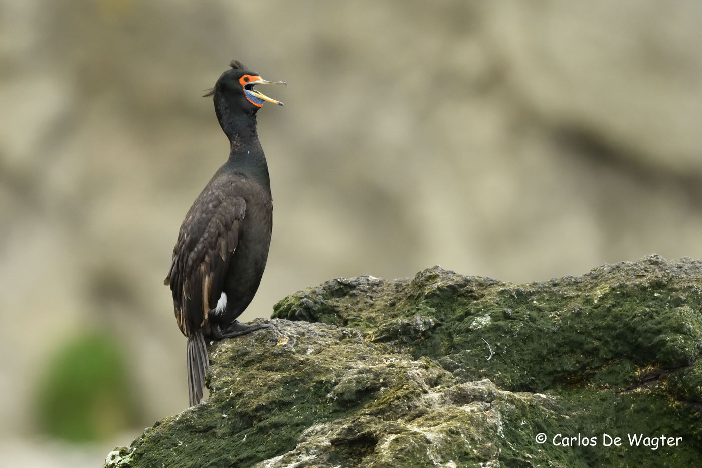 Red faced cormorant © Carlos de Wagter