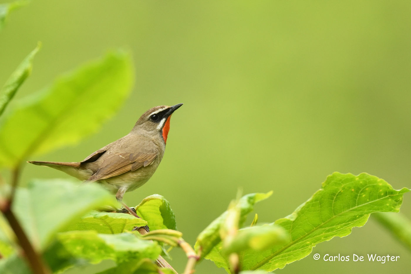 Roodkeelnachtegaal stond hoog op het verlanglijstje. © Carlos de Wagter