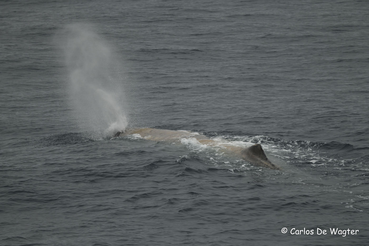 Moby Dick! © Carlos de Wagter