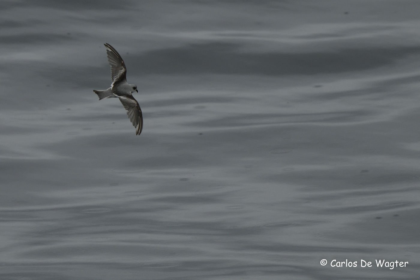 Fork-tailed storm-petrel is talrijk op deze reis. © Carlos de Wagter