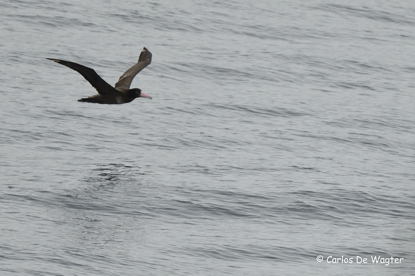 De sterk bedreigde short-tailed albatros. © Carlos de Wagter