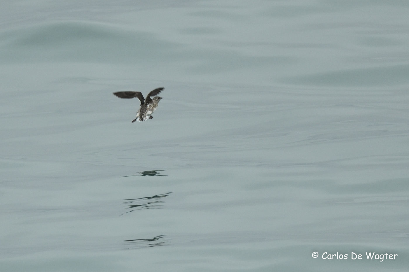 Kittlitz’s murrelets zijn gemakkelijk herkenbaar aan hun staartpatroon. © Carlos de Wagter