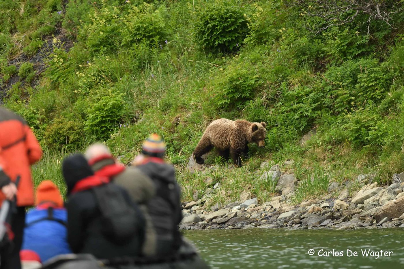 Ours brun sur la rive © Carlos de Wagter