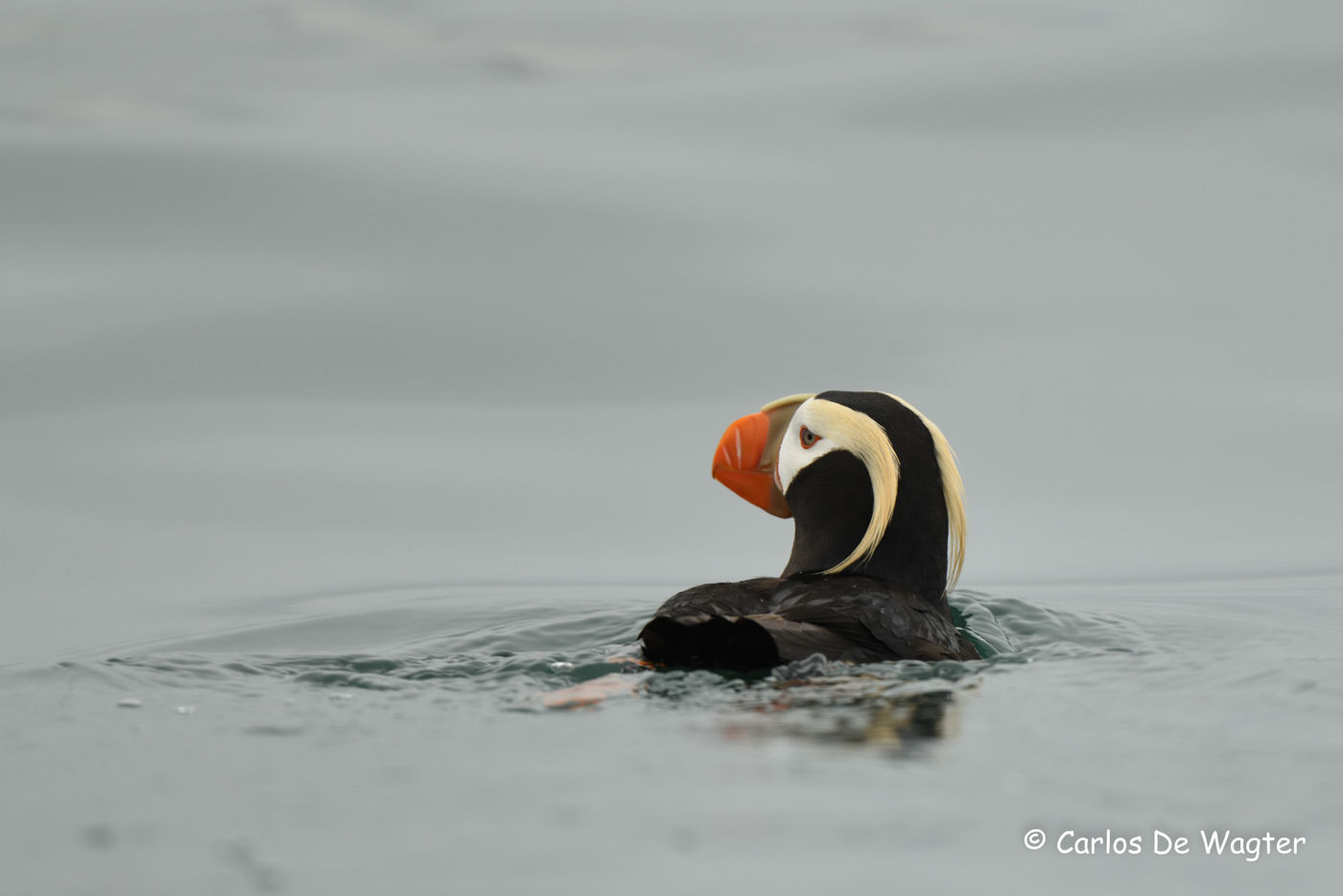 De spectaculaire tufted puffins waren één van de algemeenste zeevogels op onze reis. © Carlos de Wagter