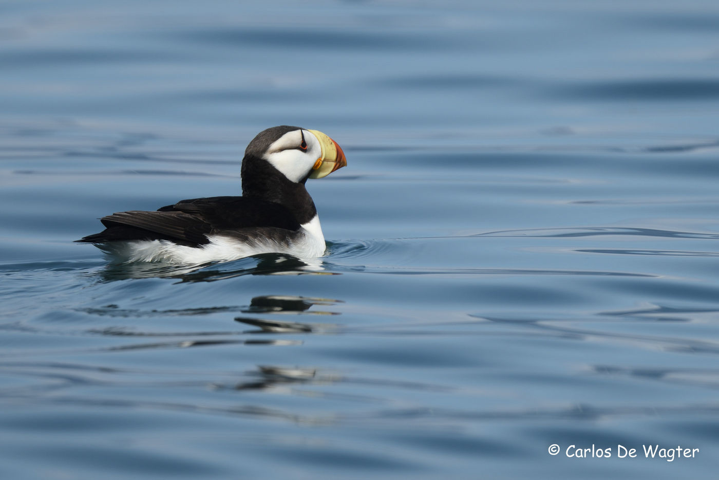 Horned puffin © Carlos de Wagter