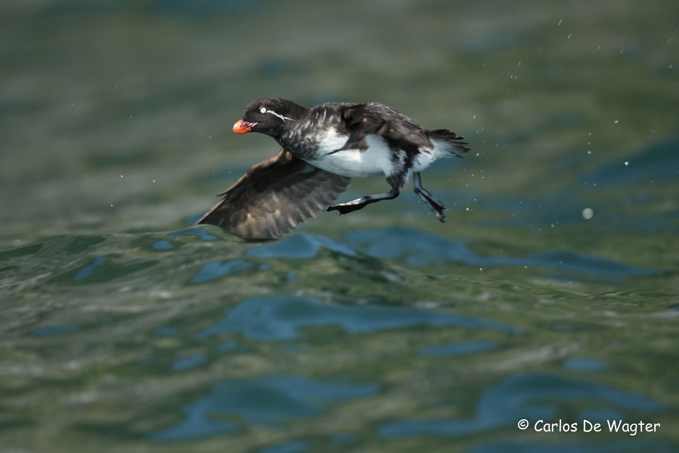 Parakeet auklet © Carlos de Wagter