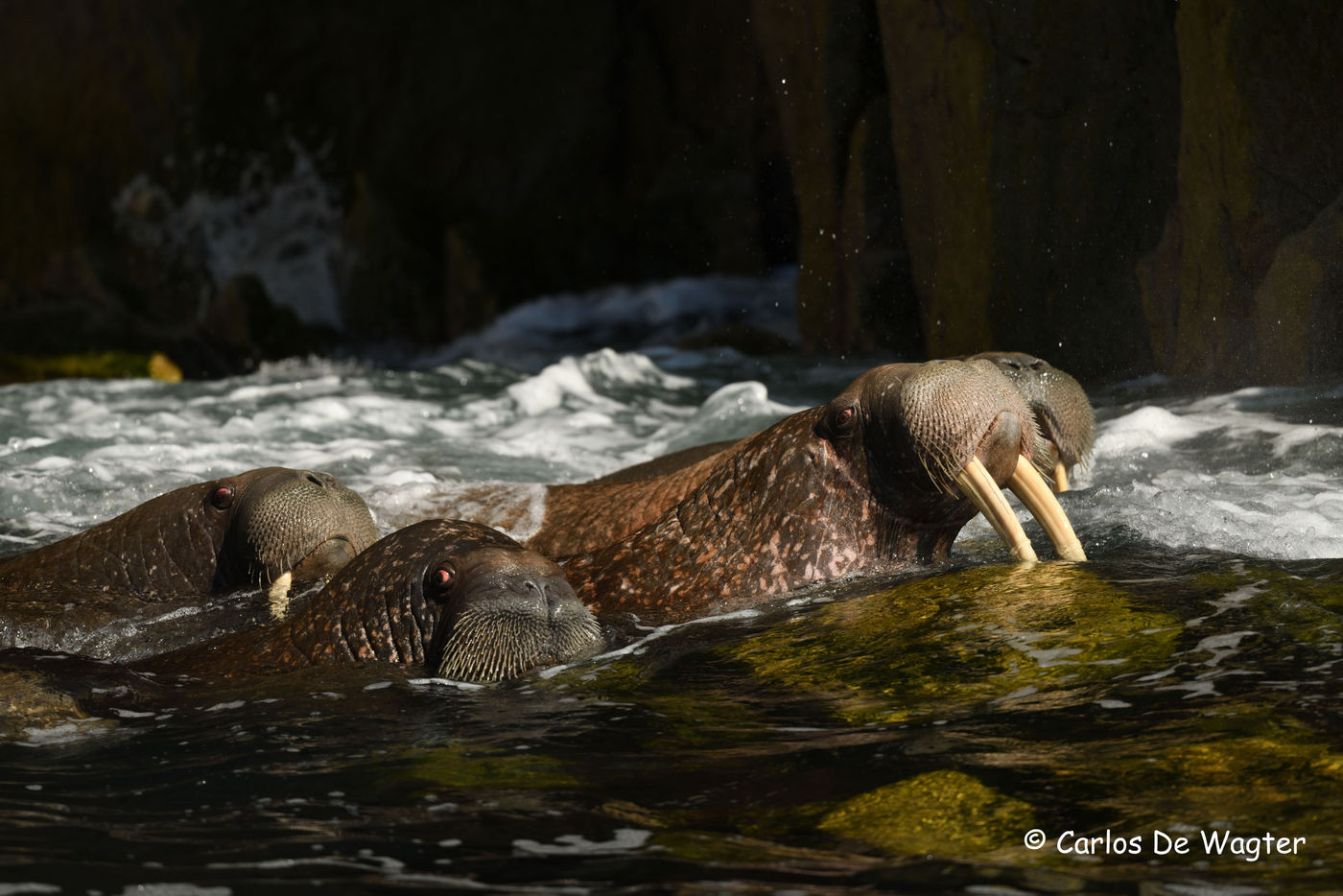 Walrussen houden ons in het oog. © Carlos de Wagter