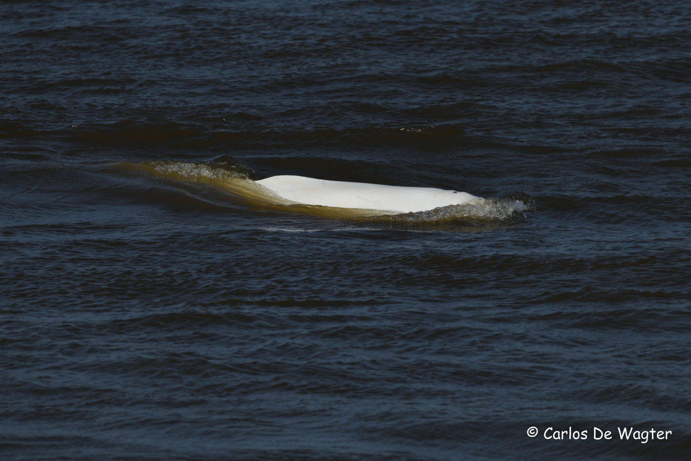 Een beluga vissend in de baai van Anadyr. © Carlos de Wagter