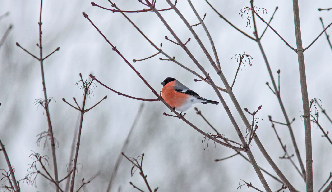 Goudvink. © Wouter Faveyts