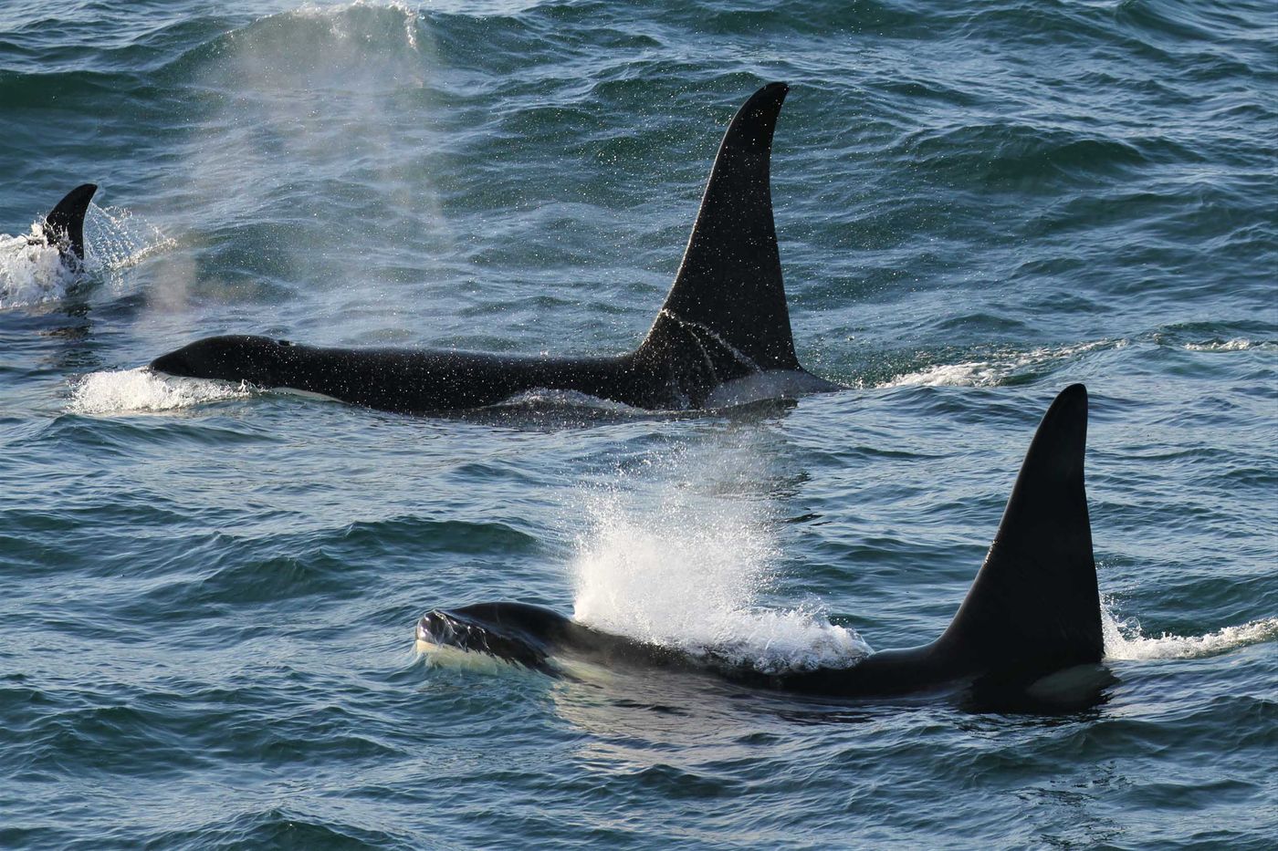 Un groupe d'une trentaine d'orques reste l'un des moments forts de notre voyage. © Geert Beckers