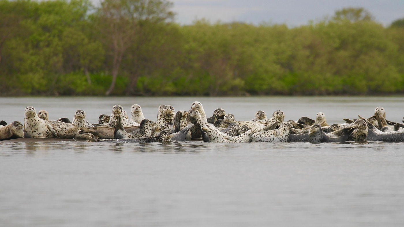 Zonnende largha zeehonden © Geert Beckers