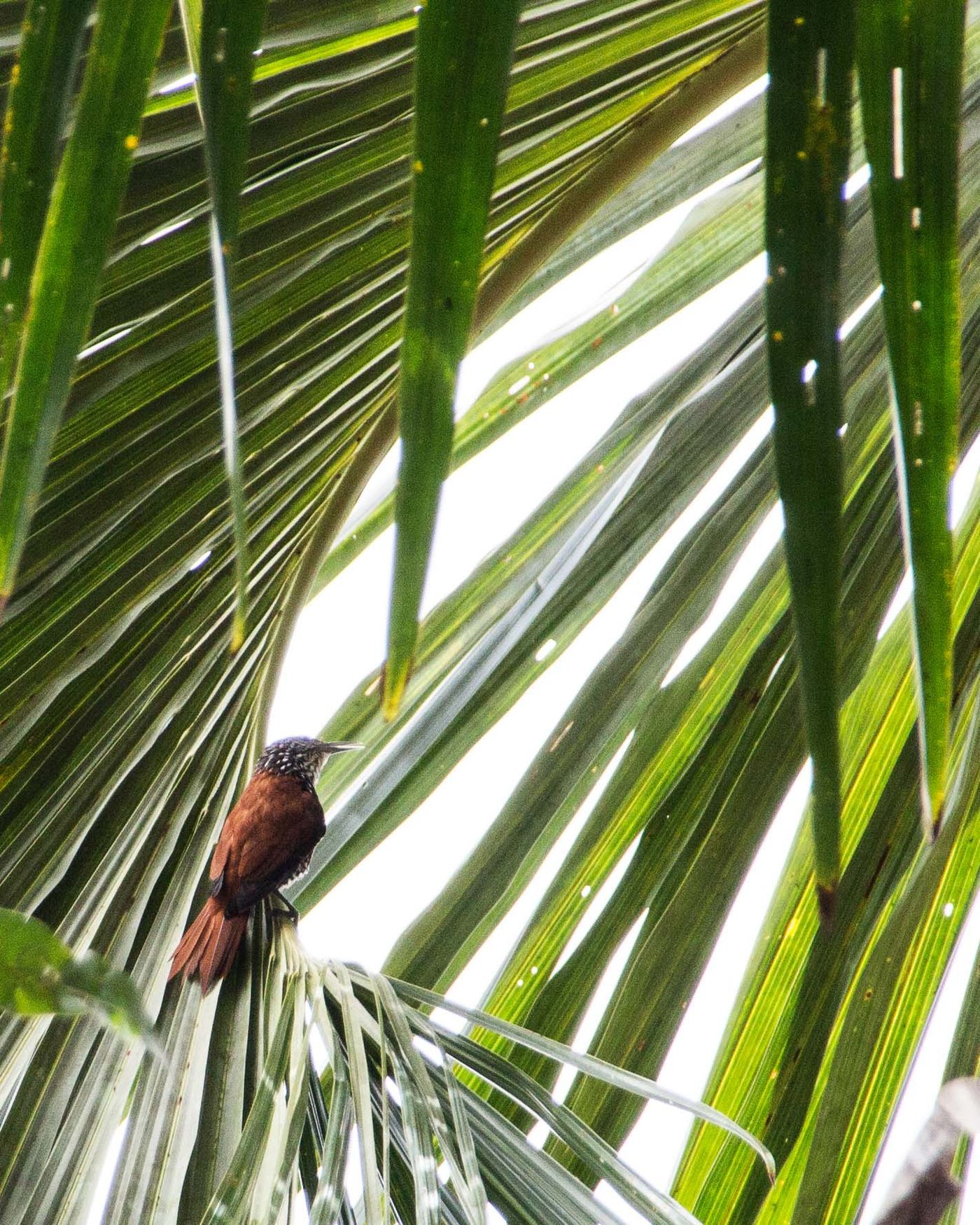 Suriname2017GelskeKwikkel-10 © Gelske Kwikkel