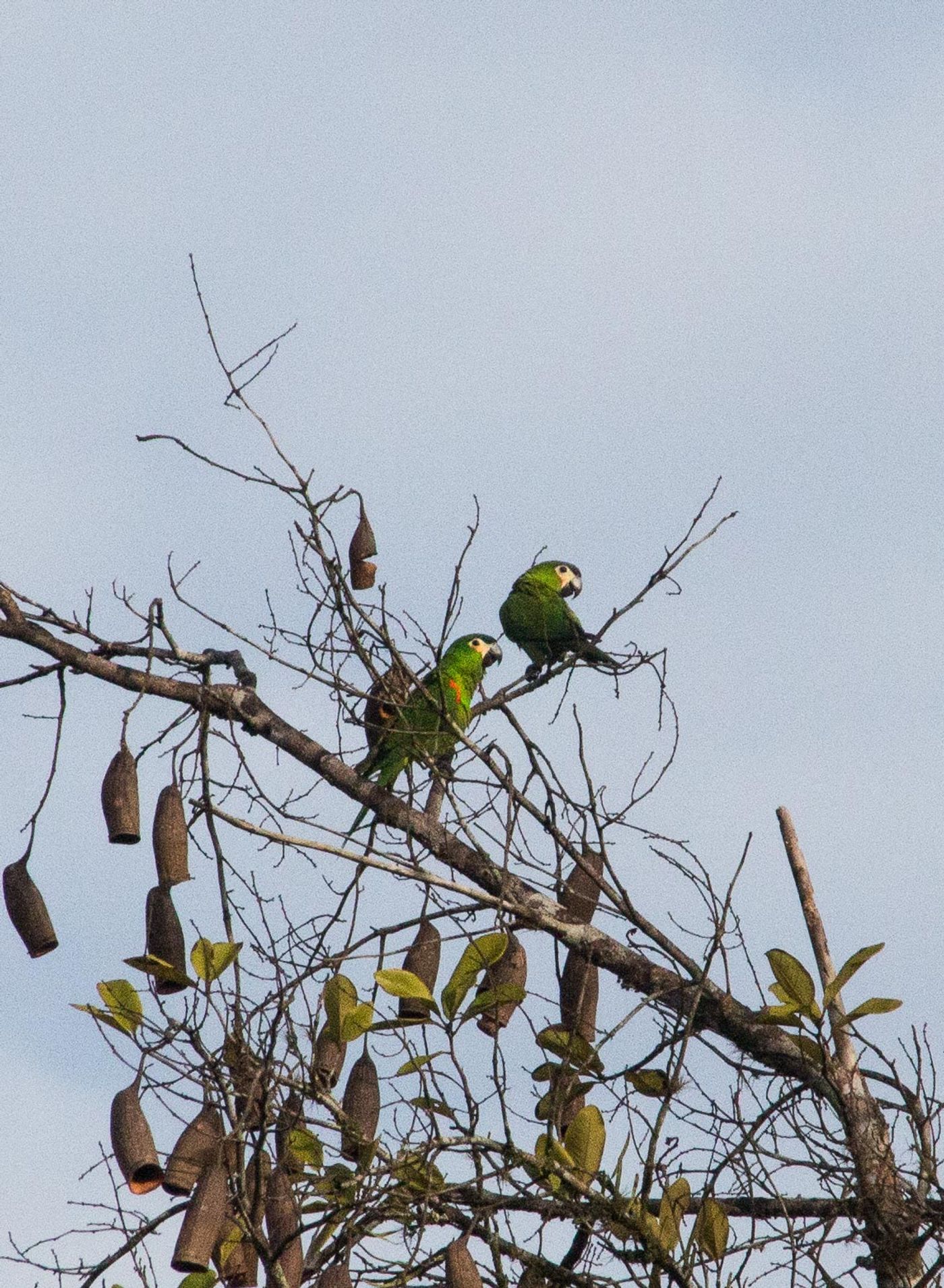 Suriname2017GelskeKwikkel-25 © Gelske Kwikkel