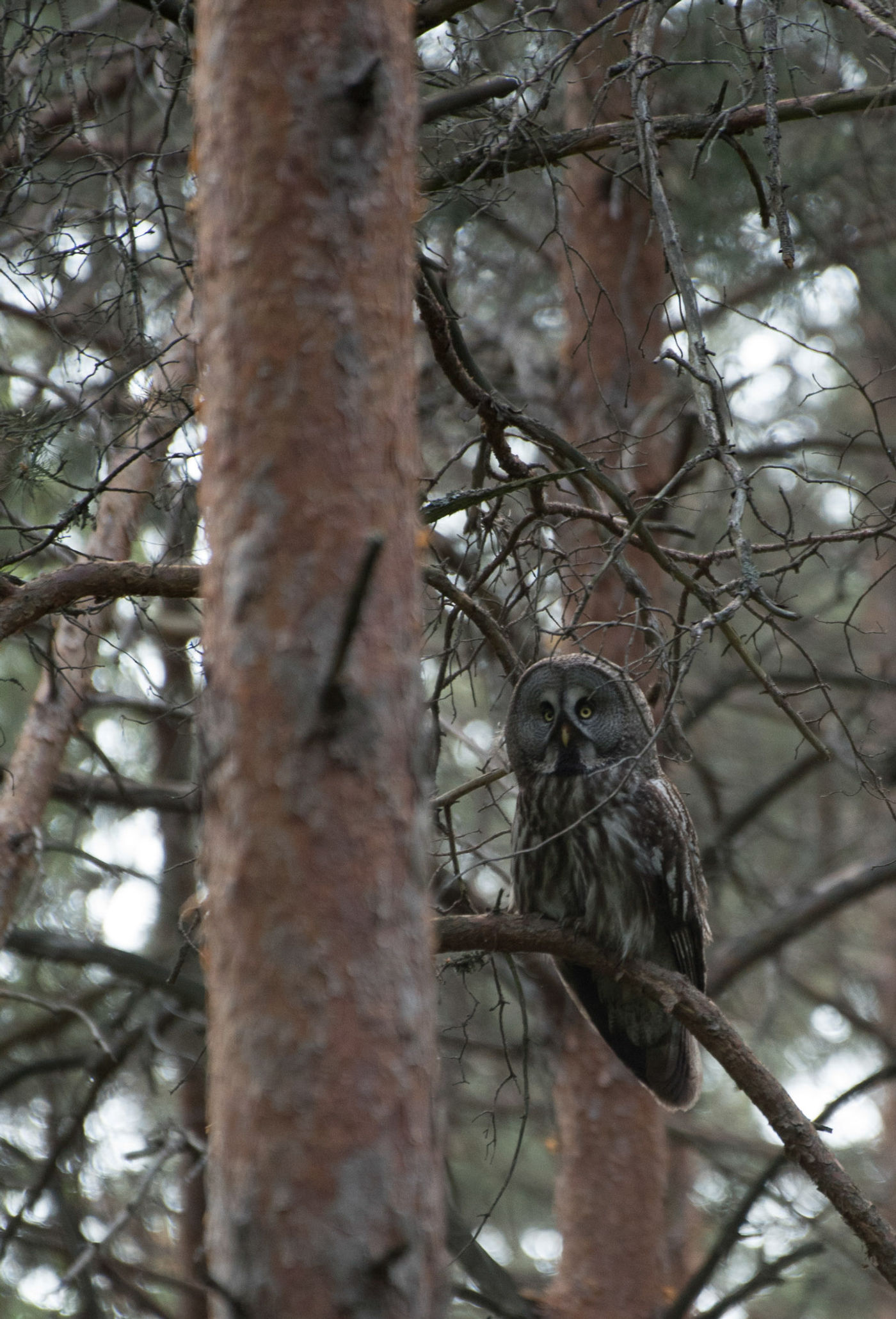 BrechtDemeulenaerBelarusWitRuslandStarlingReizen-48 Eén van de absolute toppers van de reis, of gewoon één van de stoerste vogels wereldwijd: Laplanduil. © Brecht De Meulenaer