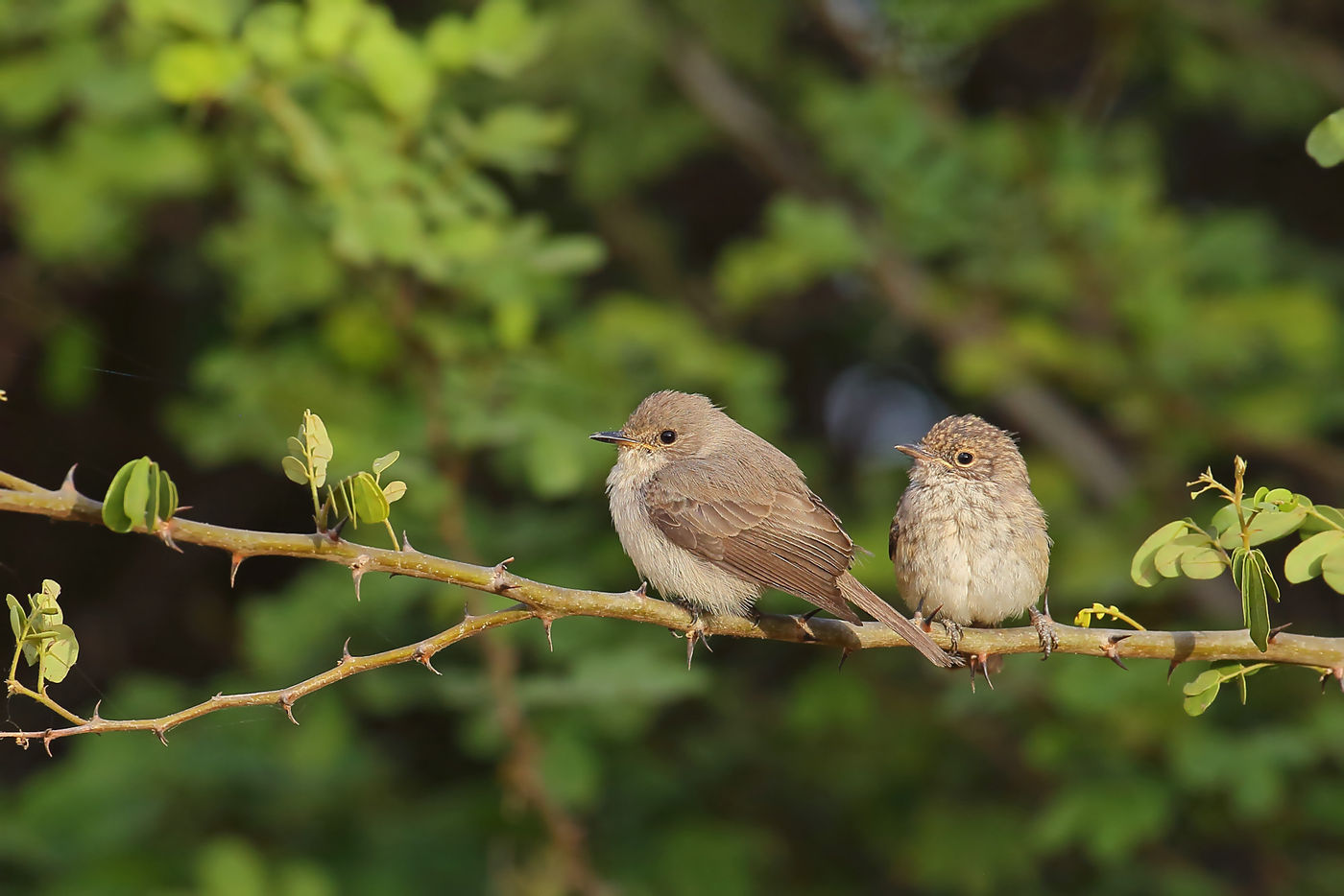 Een Swamp Flycatcher met jong. © Peter Grobben