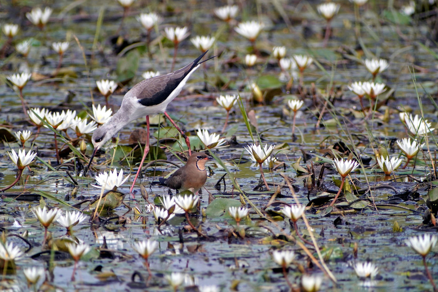 Een steltkluut en een vorkstaartplevier foerageren tussen de Lotus. © Peter Grobben