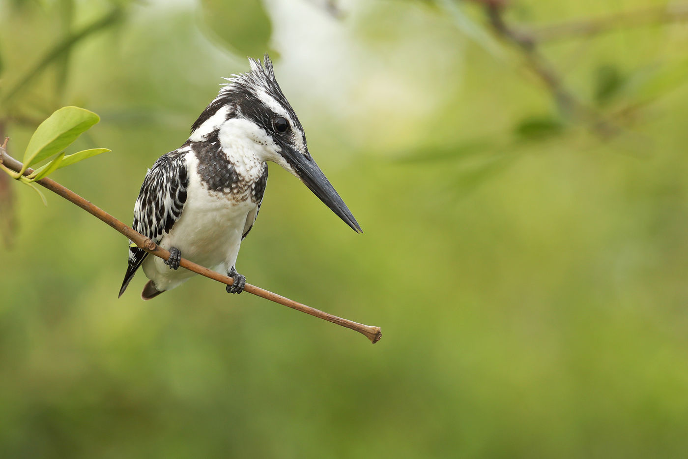 Pied kingfisher. Overal te zien als er maar water is. © Peter Grobben