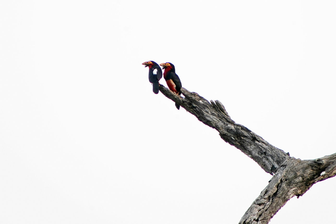 Paartje bearded barbets. © Peter Grobben